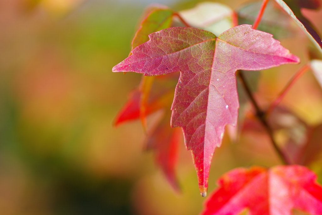 紅葉