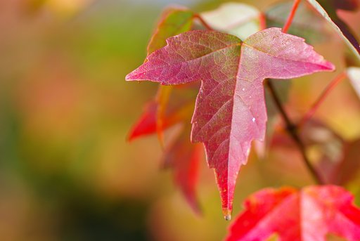 紅葉