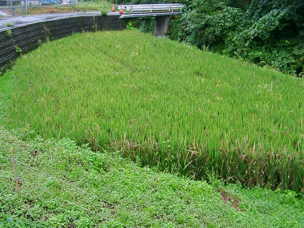 村よりずっと奥にも黒米が植えてあった！