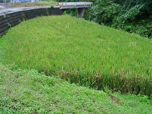 村よりずっと奥にも黒米が植えてあった！