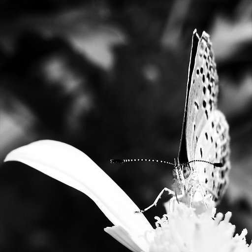 蝶B&W・・・2
