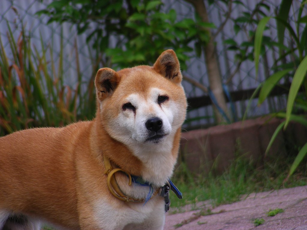 お散歩終わって満足の顔