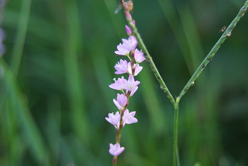 田の雑草の可憐なお花