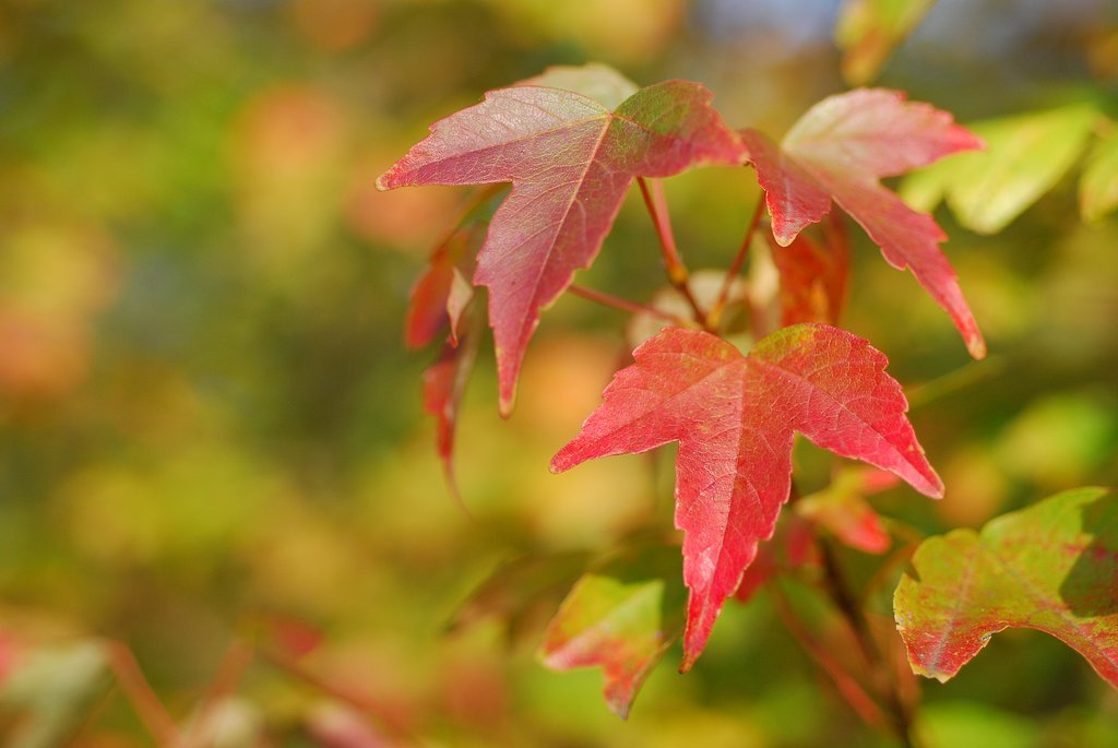 ささやかな紅葉