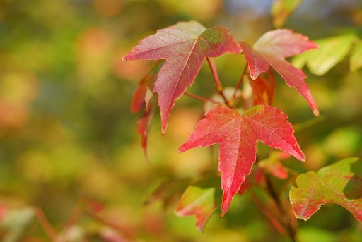 ささやかな紅葉
