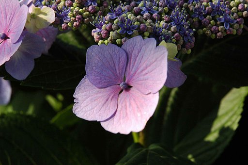 日陰になった紫陽花です。