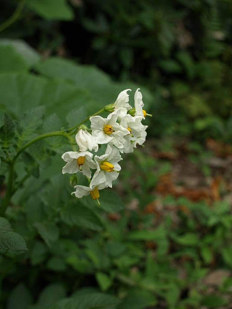 ジャガイモの花^^;