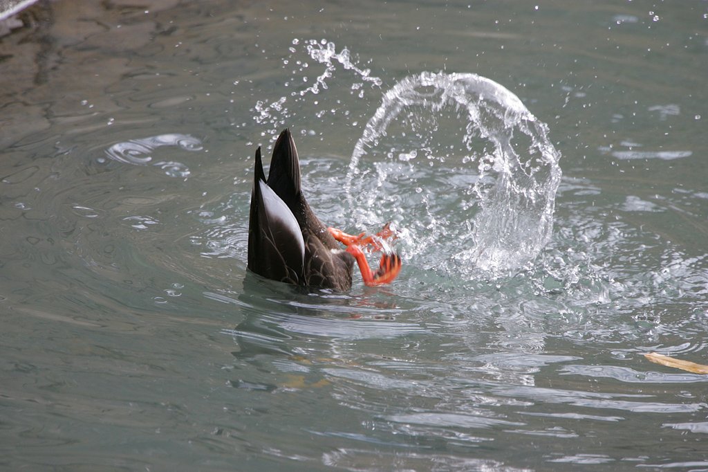 新春ギャグ第2弾「カモの水芸」