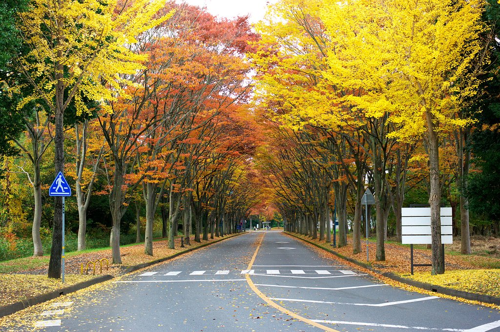 大学構内・・・