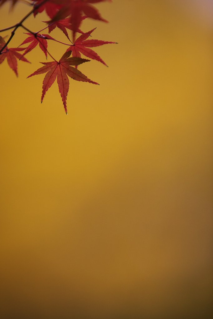 紅く浮かんで