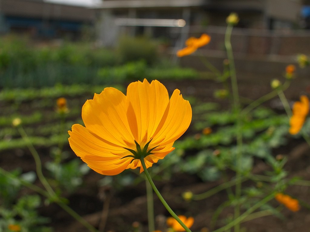 キバナコスモス