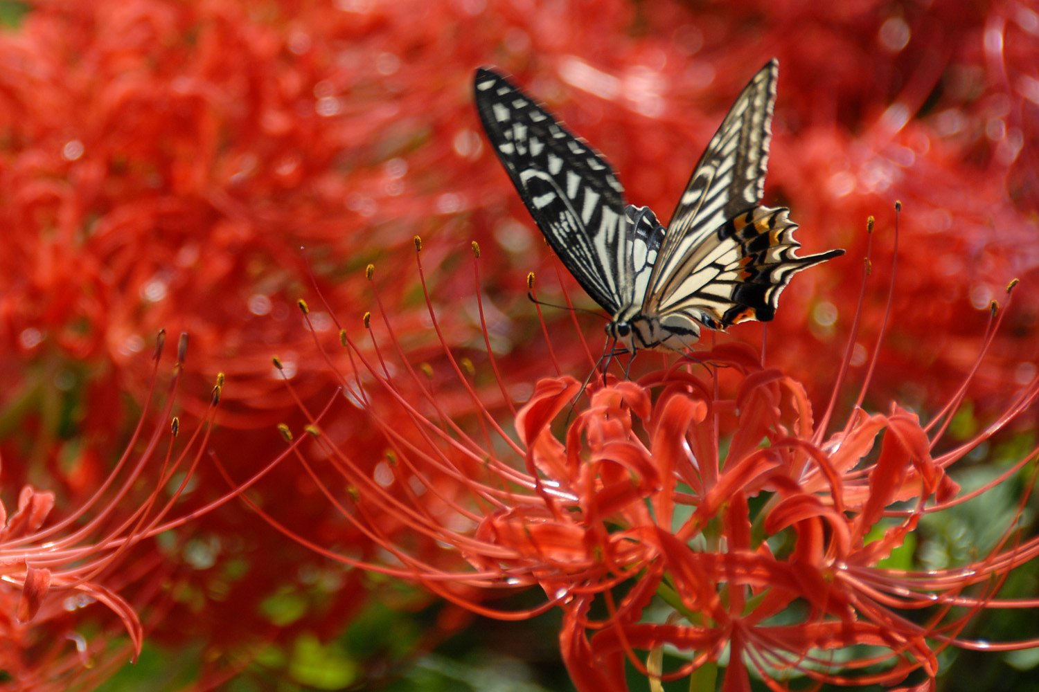 彼岸のアゲハ