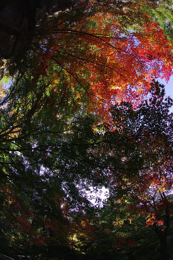 阿弥陀寺の紅葉