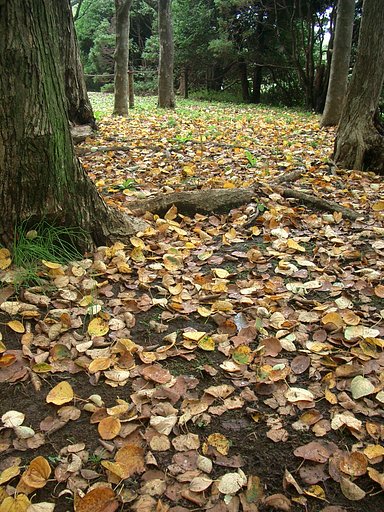 〜　Autumn Leaves　〜