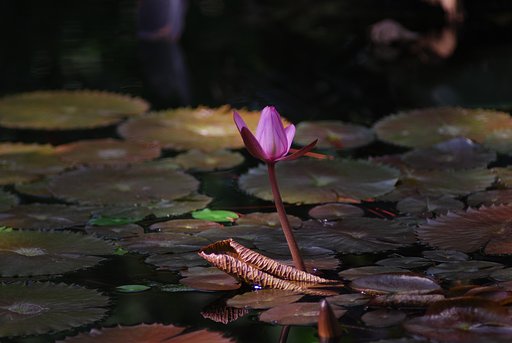 深大植物公園にて