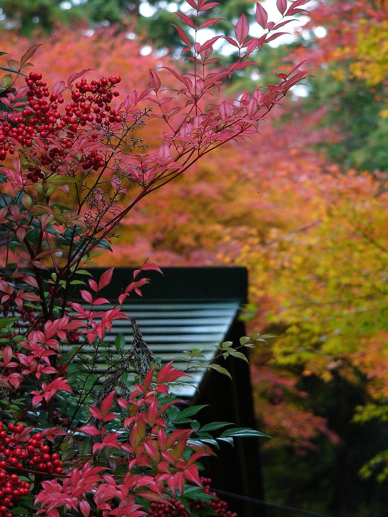 裏豪渓の紅葉