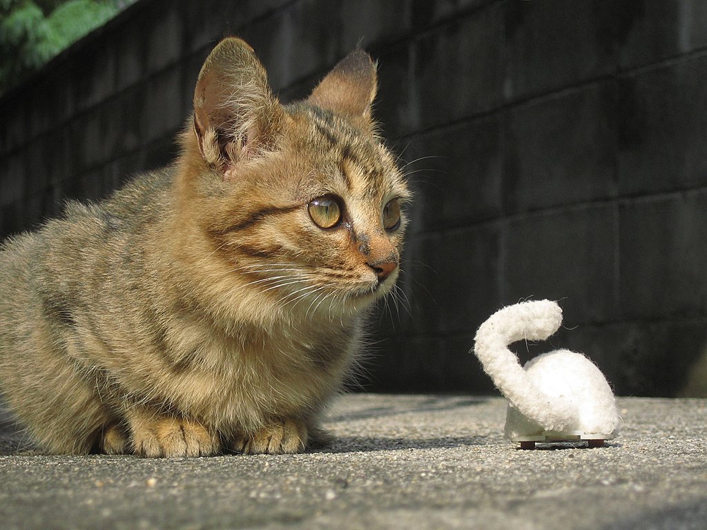 今日のキジ子猫