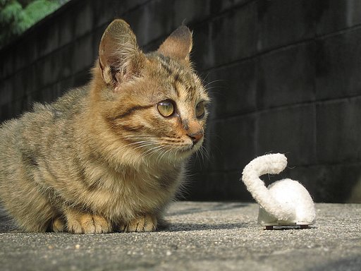 今日のキジ子猫