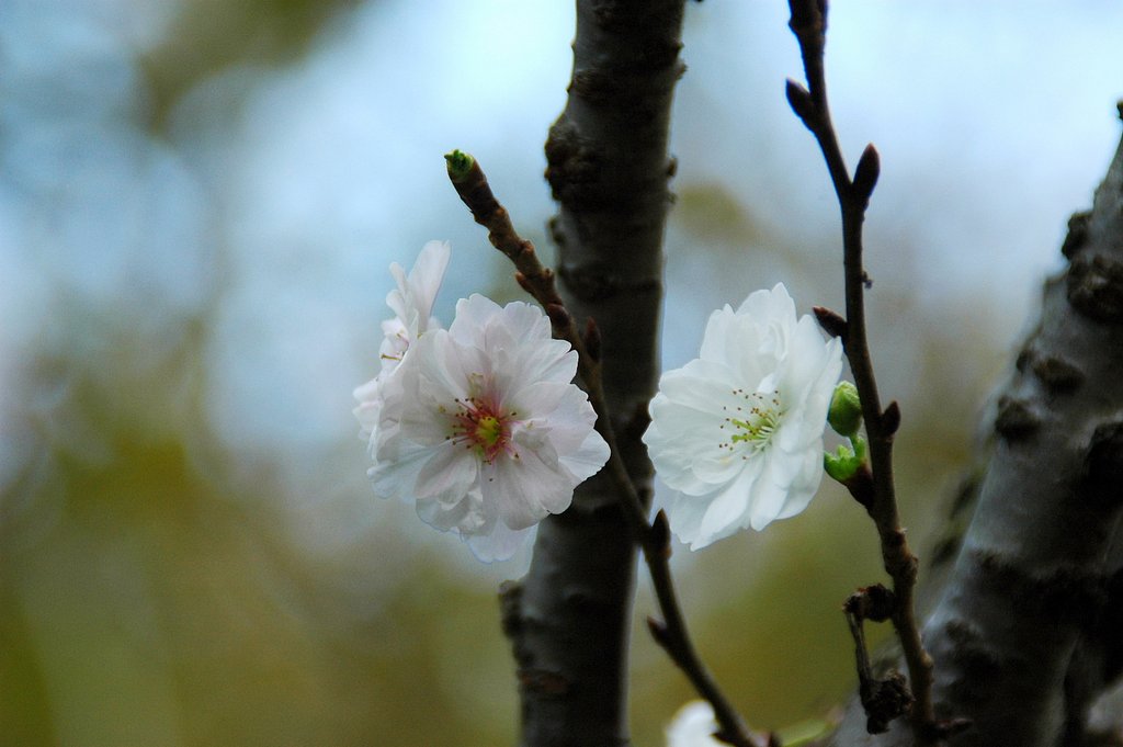 秋の桜