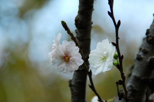 秋の桜