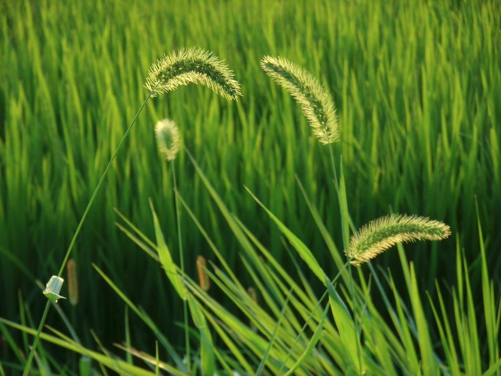 畦道にて