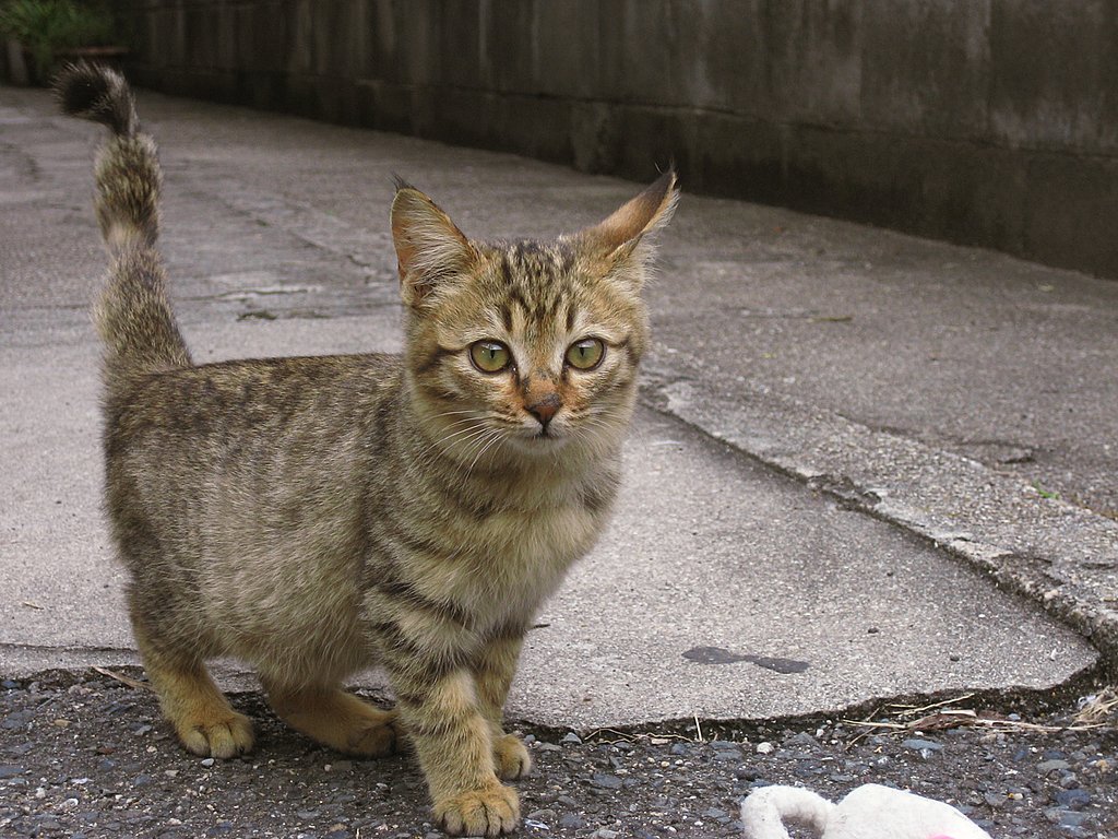 今日の野良子猫、ちょっとやんちゃ顔