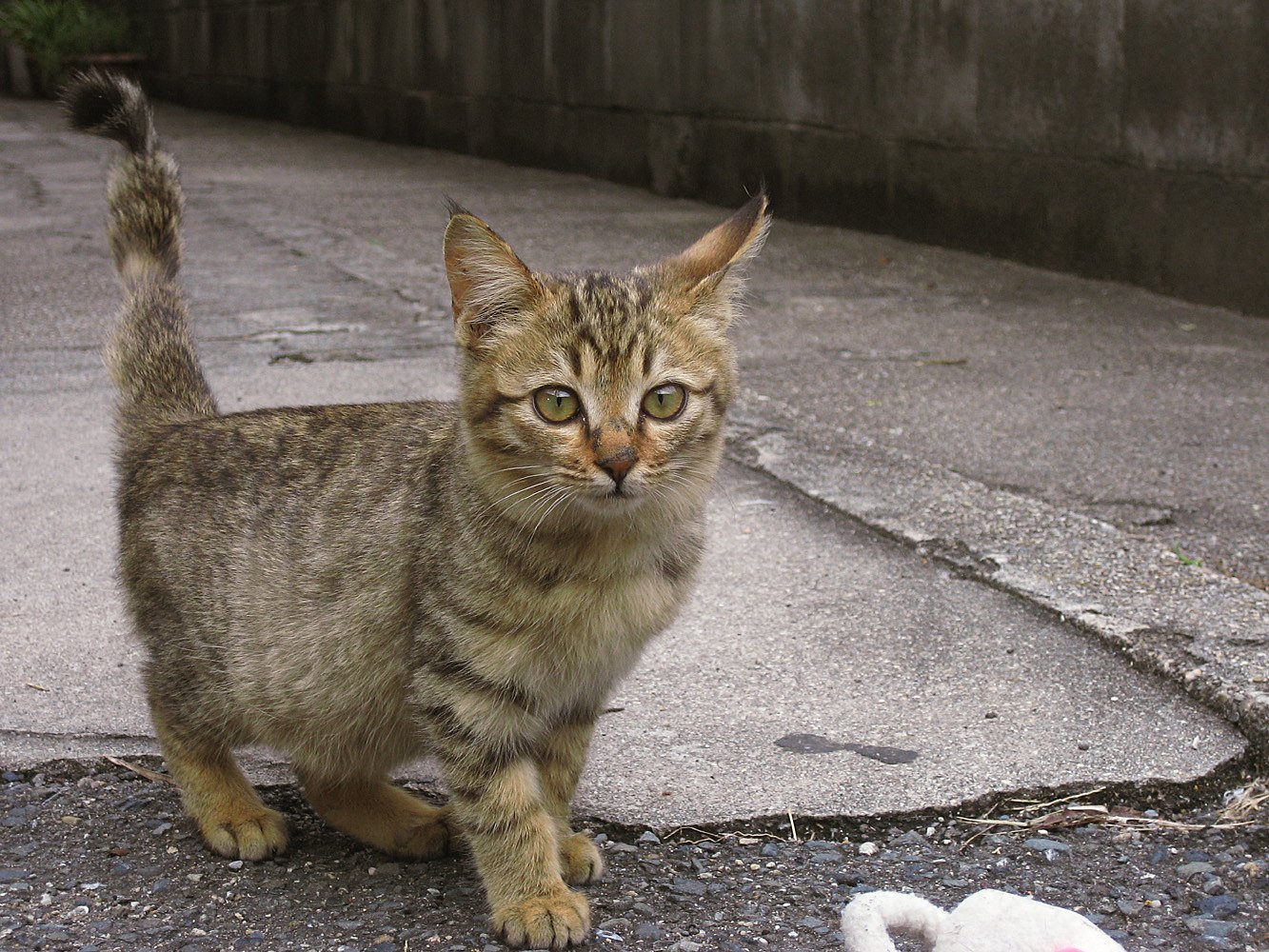 今日の野良子猫、ちょっとやんちゃ顔