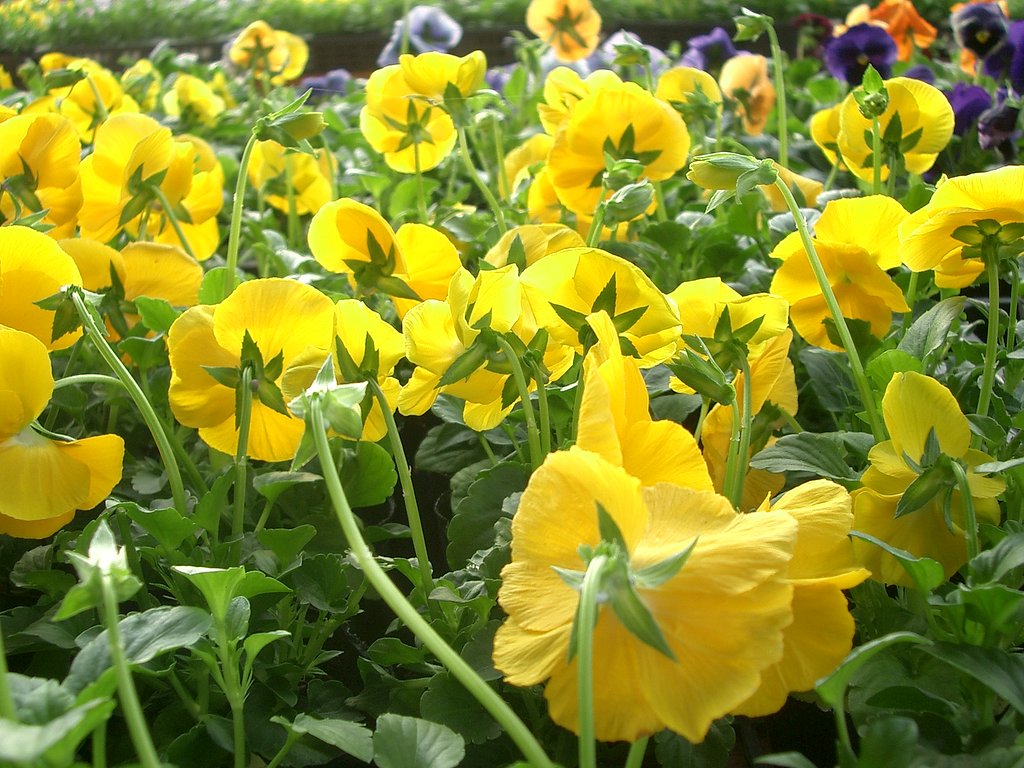 売り場の花その10