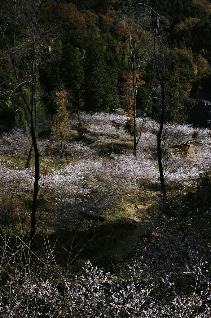 薬師寺　四季桜