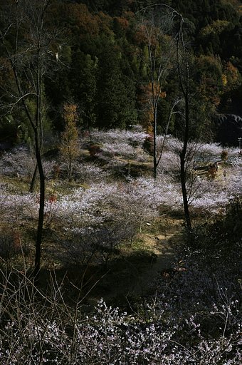 薬師寺　四季桜
