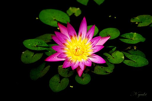 花の王冠