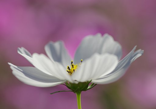 秋桜
