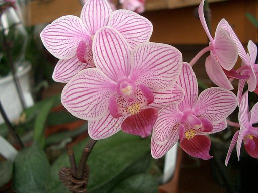 売り場の花その11