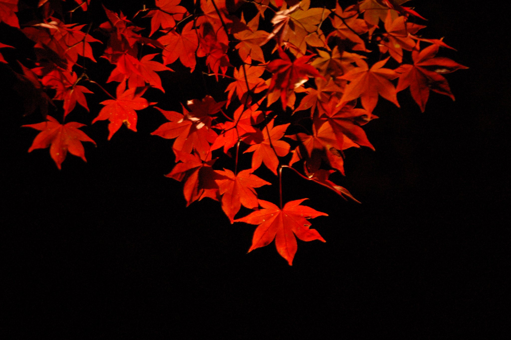 ライトアップされた紅葉