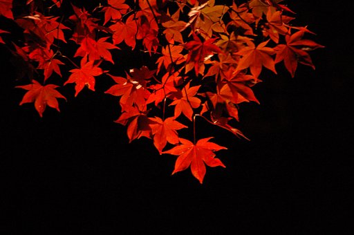 ライトアップされた紅葉