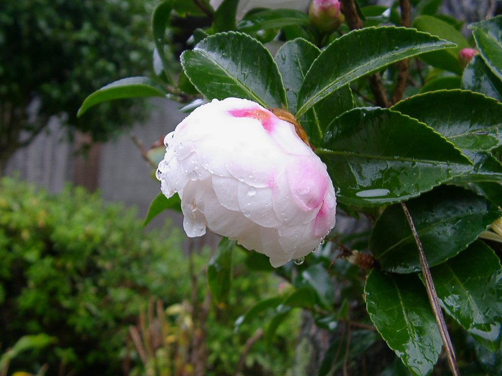 村の中ほどのうちの山茶花の花？