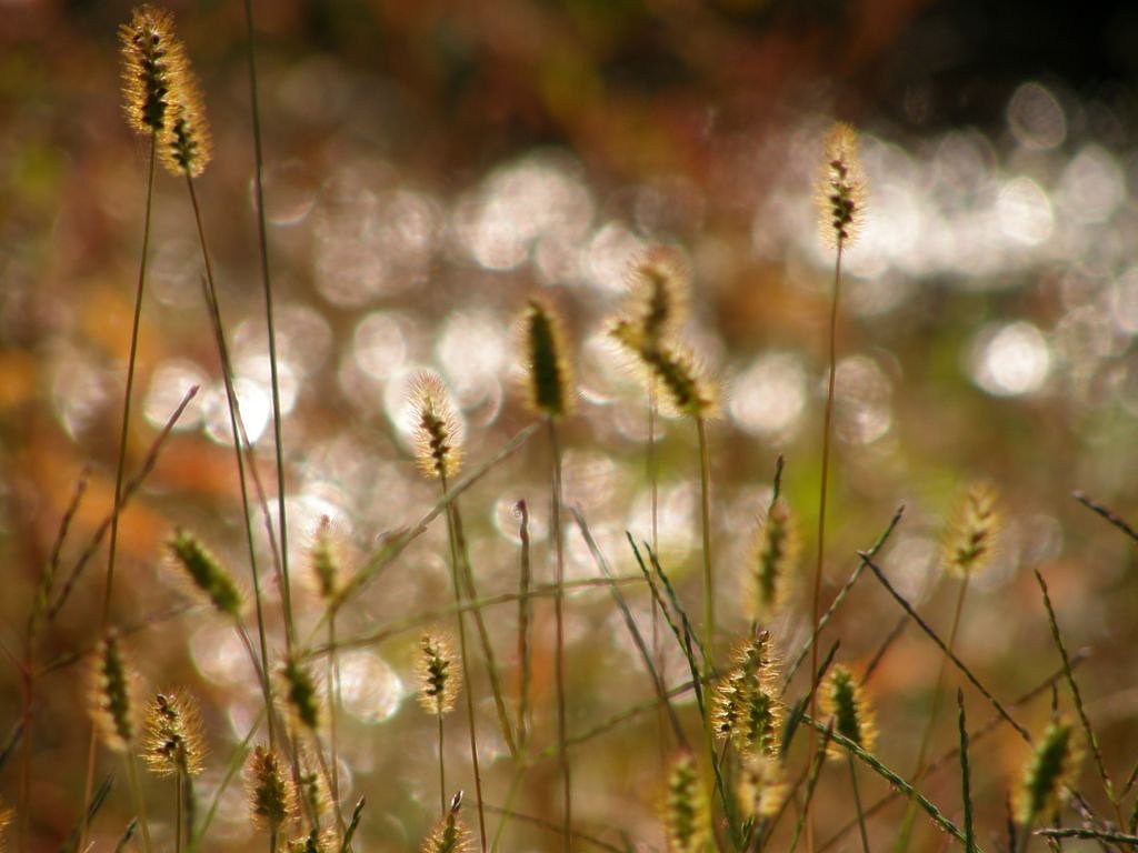 秋の小川は