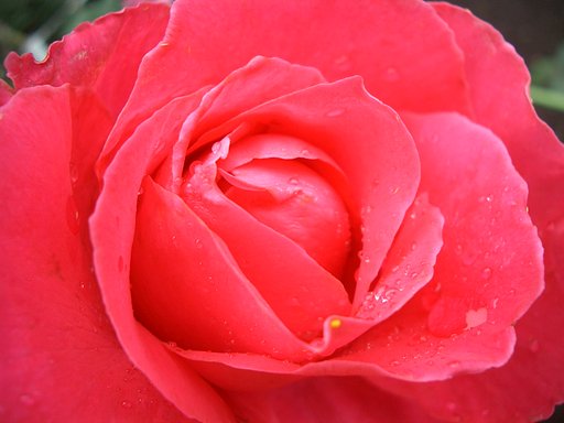〜　秋薔薇セレクションみたいな-2　〜