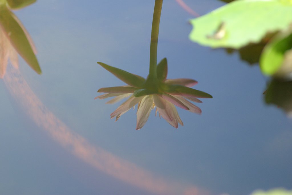 幻影