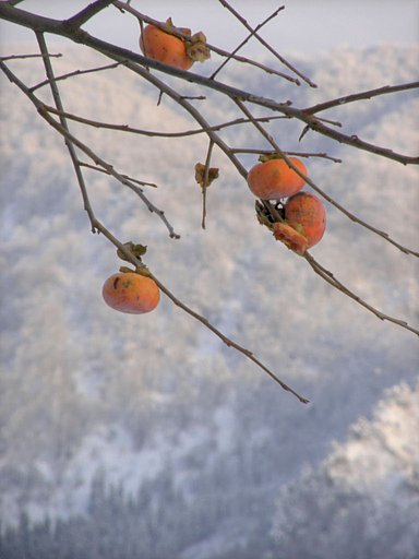 山の新雪