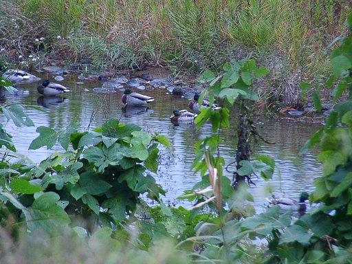 蒲生川のマガモを目一杯修正(２)