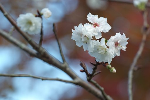 四季桜