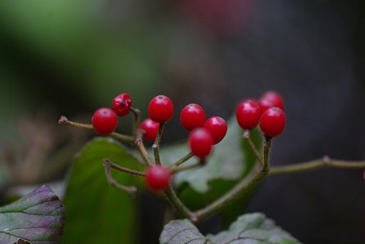 紅い恵み…ガマズミ