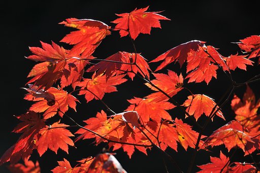 紅葉