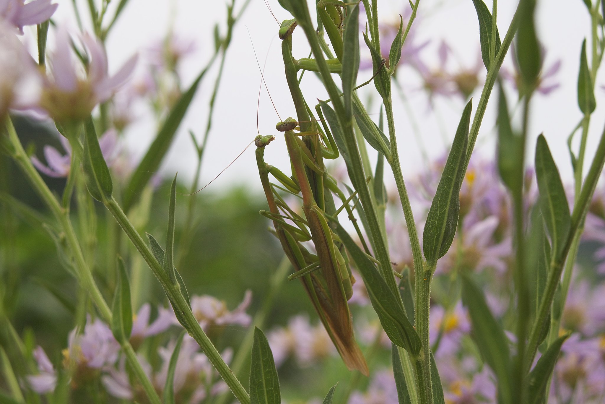カマキリの家族は一妻多夫？