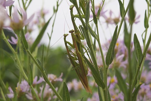 カマキリの家族は一妻多夫？