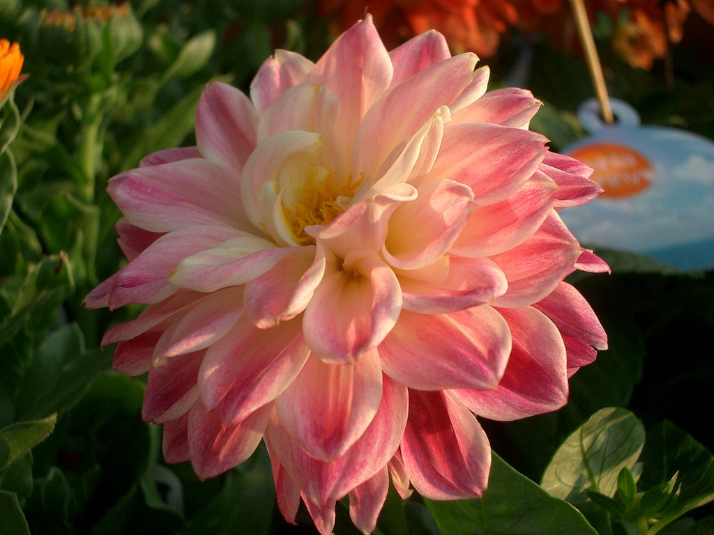 売り場の花その14