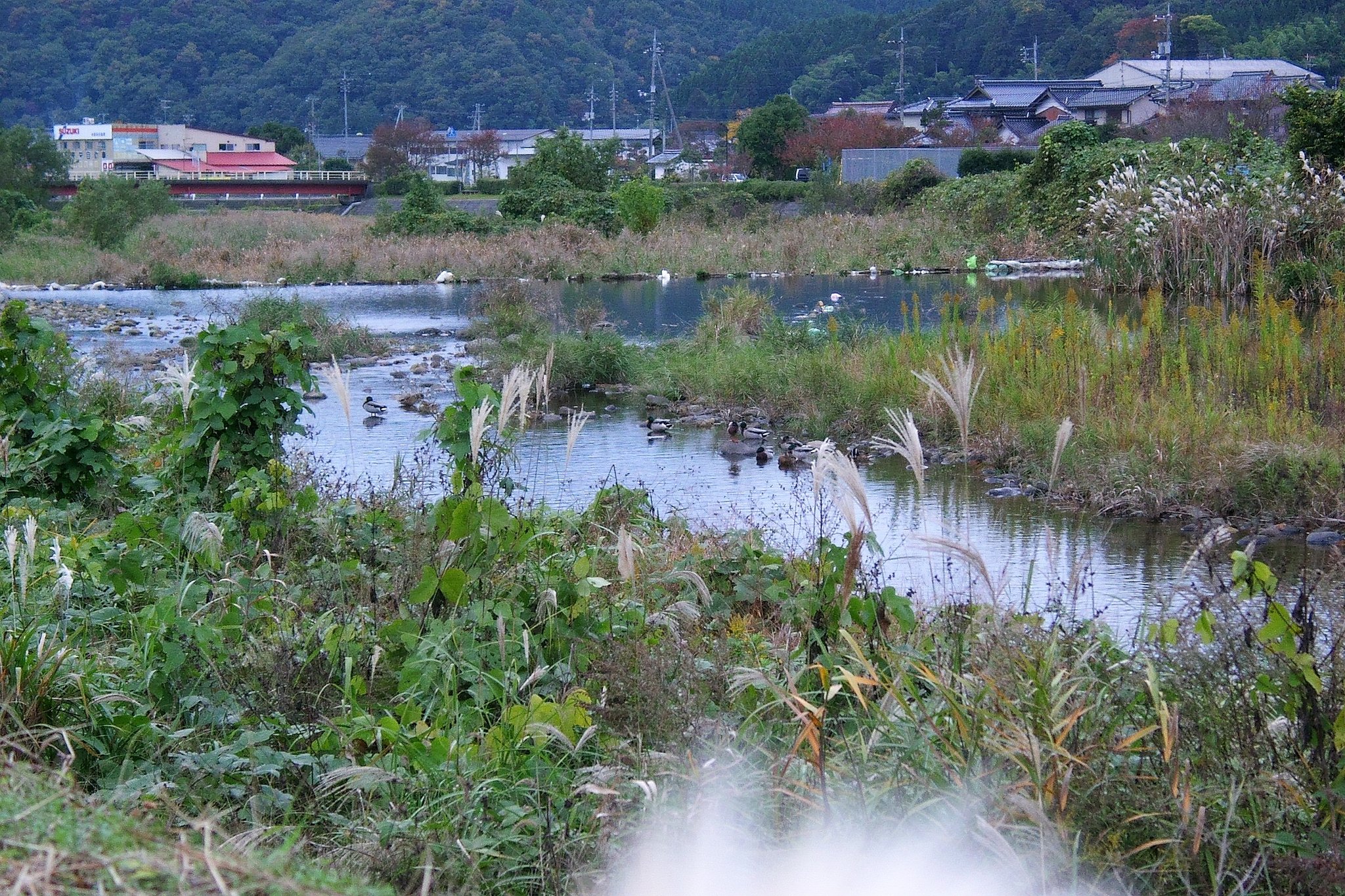 蒲生川の夕暮れ