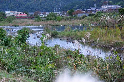 蒲生川の夕暮れ
