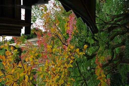 内山邸の紅葉